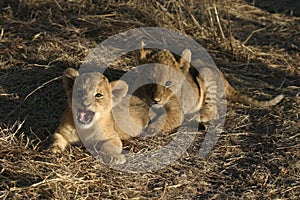 Lion Cubs