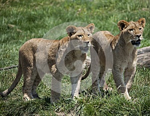 Lion Cubs