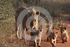 Lion cubs