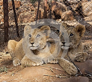 Lion cubs