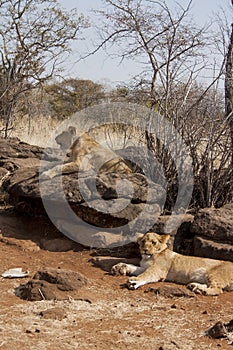 Lion cubs