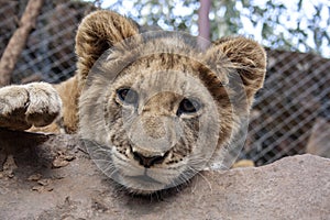 Lion cubs