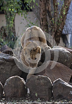 Lion cubs