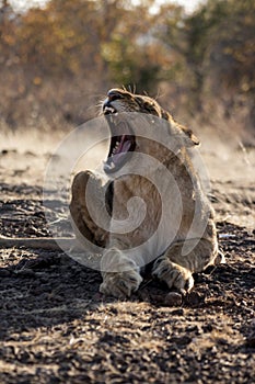 Lion cubs