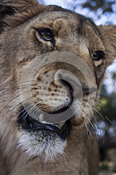 Lion cubs