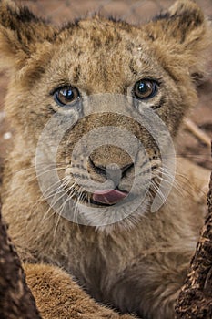 Lion cubs