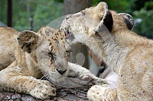 Lion cubs in Chiang Mai, Thailand