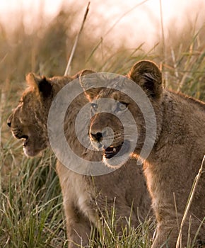 Lion cubs in chobe