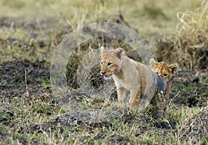 Lion cubs climbing omn top of mound