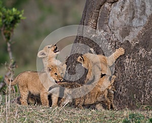 Lion cubs climbing a tree