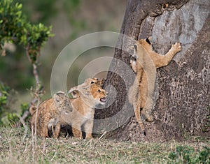 Lion cubs climbing a tree