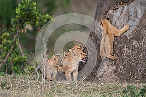 Lion cubs climbing a tree