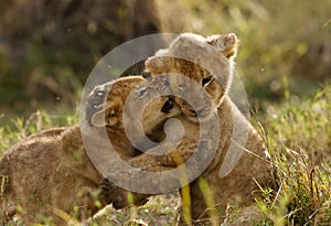 Lion cubs cuddling each other