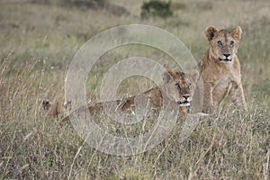 Lion cubs at dawn in high grass of African savanna, Serengeti, Africa