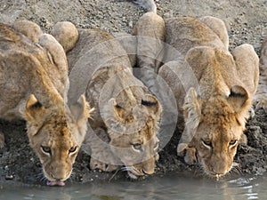 Lion cubs drinking water