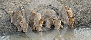 Lion cubs drinking water photo