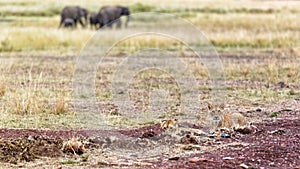 Lion Cubs With Elephants in Background