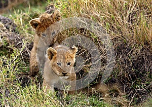 Lion cubs emerging out from the grasses