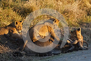 Lion cubs feeding on wildebeest carcass, Kenya photo