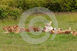 Lion cubs in the grass