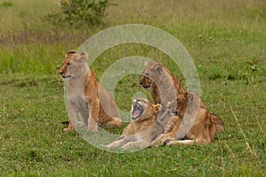 Lion cubs in the grass