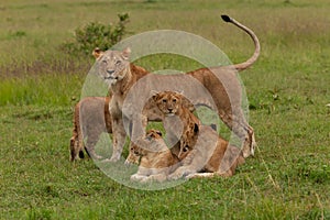 Lion cubs in the grass