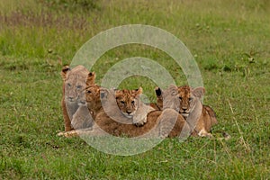 Lion cubs in the grass