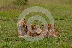 Lion cubs in the grass