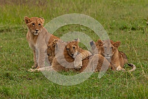 Lion cubs in the grass