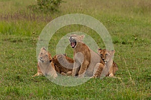 Lion cubs in the grass