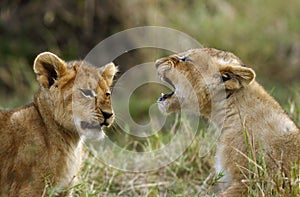 Lion cubs having words