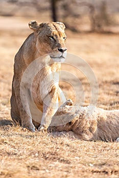 Lion with cubs, lioness with baby lion in the wilderness