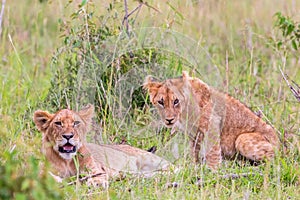 Lion Cubs lying down in the grass