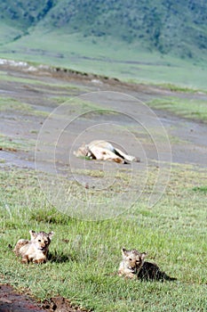 Lion cubs lying in grass national park Ngorongoro