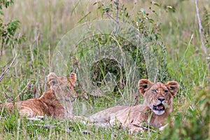 Lion Cubs lying and resting