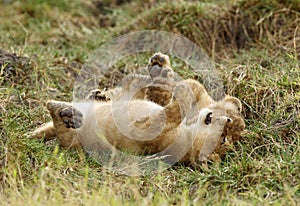 Lion cubs lying upside down