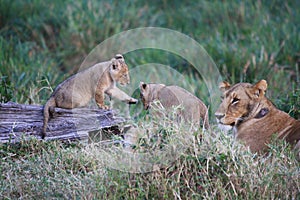 Lion cubs by mum