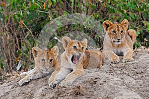 Lion cubs in Ol Kinyei, Masai Mara