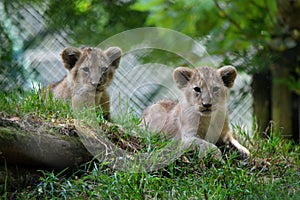 Lion cubs from Paignton Zoo.