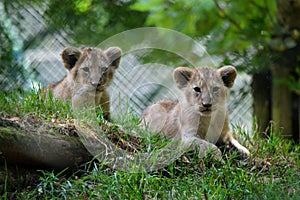Lion cubs from Paignton Zoo. photo