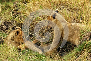 Lion cubs palying