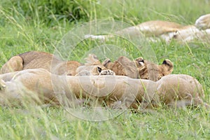 Lion cubs (Panthera leo) drinking from mother on the savanna