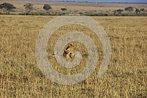 lion cubs, Panthera leo, in the Maasai Mara
