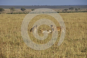 lion cubs, Panthera leo, in the Maasai Mara