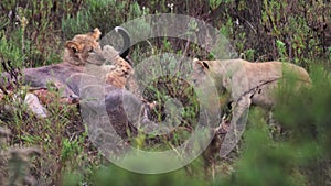 Lion cubs play with a dead kudu