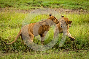 Lion cubs play fight by muddy track