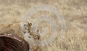 Lion cubs, play fighting on carcass of wildebeest