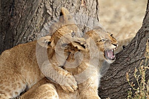 Lion cubs play fighting, Serengeti