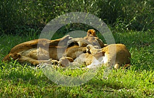 Lion cubs play in South Africa