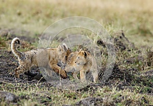 Lion cubs playing